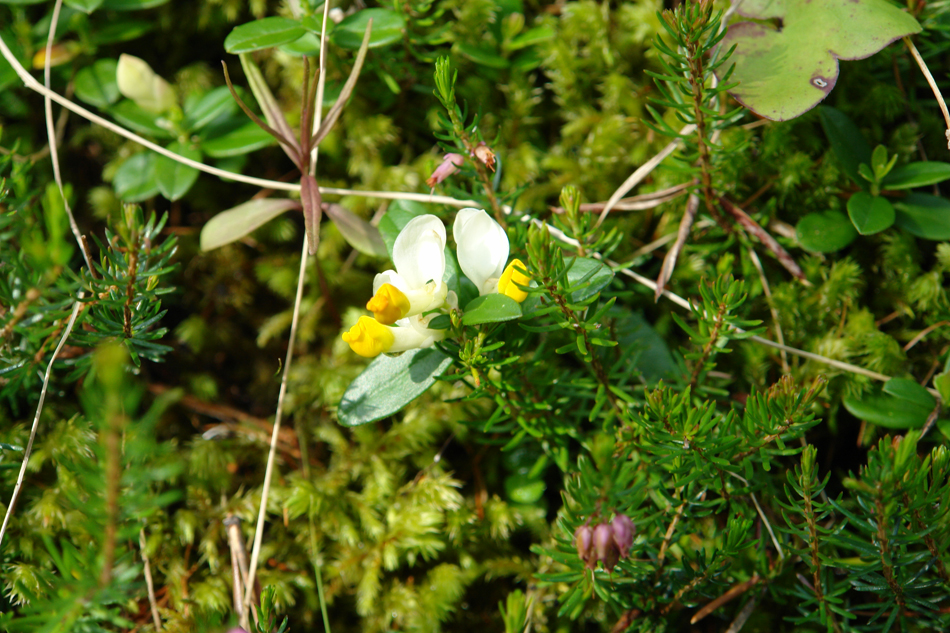 Polygala chamaebxus